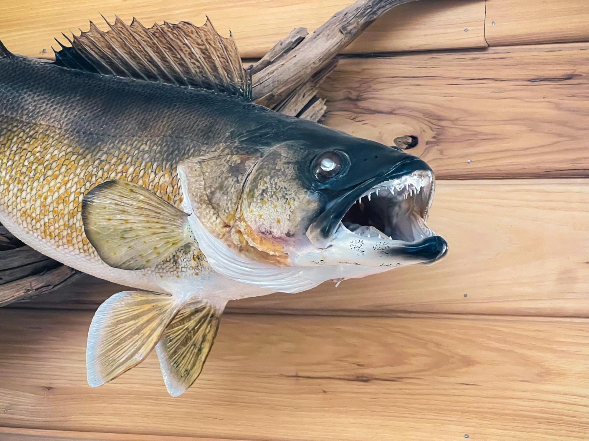 Walleye Inn Baudette Eksteriør bilde